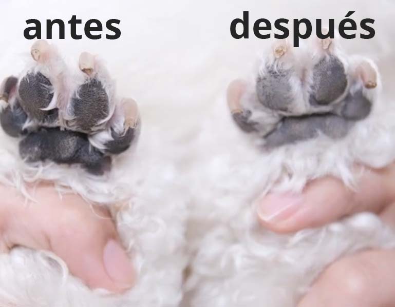 Antes y después desinfectar y limpiar pata al perro